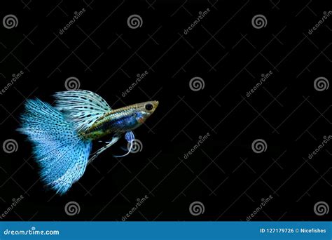 Guppy fish in the aquarium stock photo. Image of aquarium - 127179726