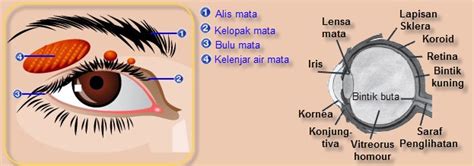 Gambar Mata Kucing Ciri Khas Keunikan Fungsi Cattery Id Gambar Bola di Rebanas - Rebanas