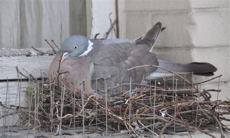 Common_Wood_Pigeon_Nest_1 | Pigeon nest, Wood pigeon, Pigeon