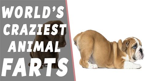 World's Craziest Animal Farts - YouTube