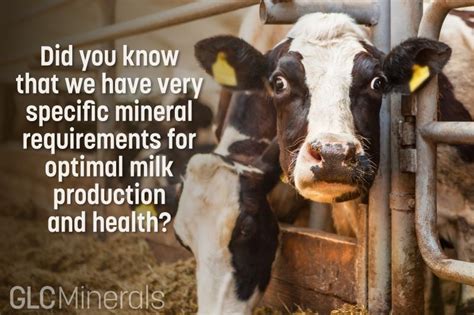 GLC Minerals on LinkedIn: #milkproduction #animalnutrition #magnesium #calciumsupplement #happycows…