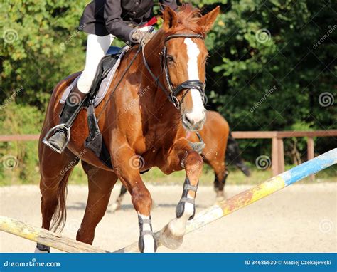 Horse jumping stock photo. Image of fence, brown, barrier - 34685530