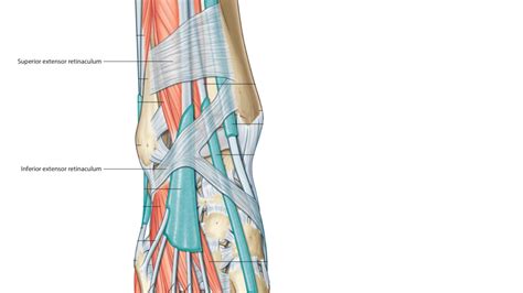 THE STRUCTURES THAT PASS BENEATH THE EXTENSOR RETINACULUM