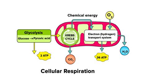 Do Mitochondria produce ATP?