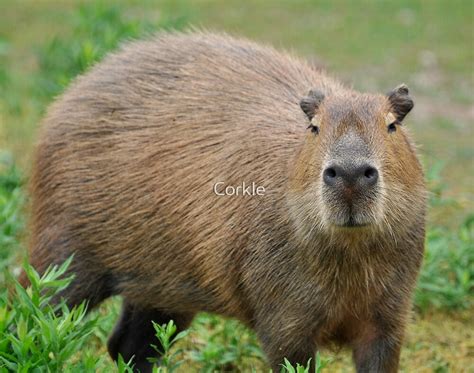 "A Cabybara" by Corkle | Redbubble