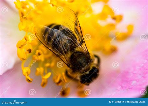 Honey Bee Collecting Pollen on Pink Rose Flower Close Up Stock Photo - Image of nature, animal ...