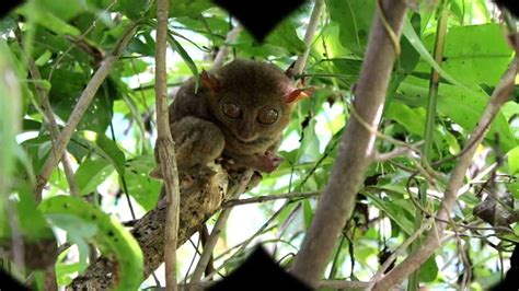 tarsier | Description, Species, Habitat, & Facts | Britannica.com