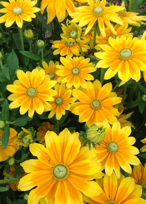 Rudbeckia, 'Prairie Sun' | Uprising Seeds