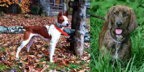 Plott Hound vs Mountain Feist - Breed Comparison | Petzlover