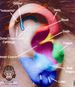 Cartilage (Ear) Piercing Information - Procedure, Healing & Infection Risks