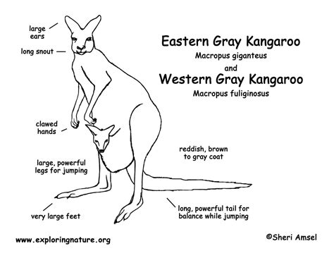 Kangaroo