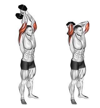 Standing Two Arm Overhead Dumbbell Triceps Extensions — BETTER BODY ACADEMY