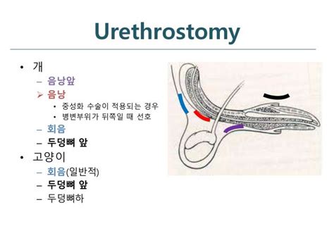 Urethrostomy 요도창냄술