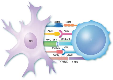 T-cell activation | British Society for Immunology