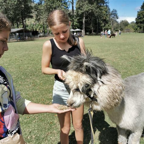 Get Your Furry Fix: A Day at Mountview Alpaca Farm in the Scenic Rim