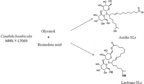 Synthesis pathway for production of sophorolipids from Starmerella... | Download Scientific Diagram