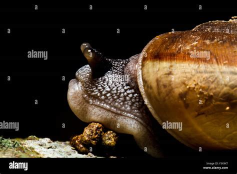 Snail close up Stock Photo - Alamy