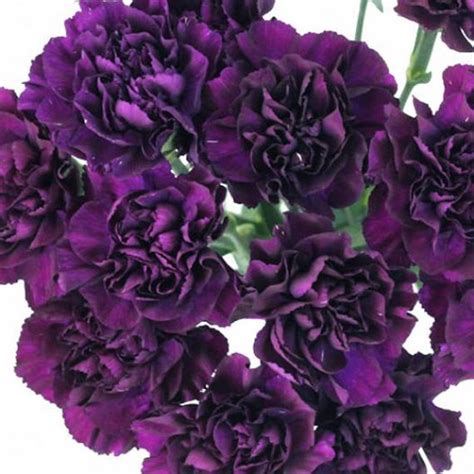 Grenadin King of Black Carnation - 50 Seed-Dianthus-Perennial - Hirt's Gardens