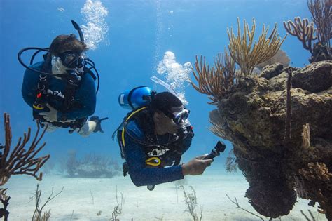 Underwater Photography: Tips to Know for the Best Photos and Videos