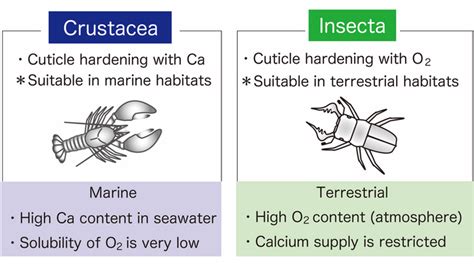 Why are there so few insects in the ocean? | EurekAlert!