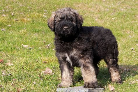 Bouvier des Flandres Puppies for Sale - Greenfield Puppies