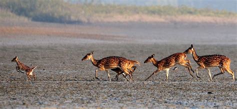 INDO-MALAYAN Mangrove mammals