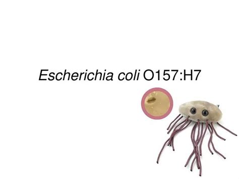 PPT - Escherichia coli O157:H7 PowerPoint Presentation, free download ...