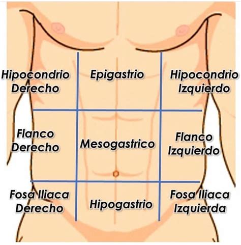 MEDICINA | MEDICINE | MEDICAL on Instagram: “Regiones abdominales 📚📚 🥼🤓¿Te hemos podido a ...