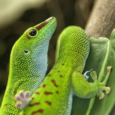 Gecko Feet Are Coated in an Ultra-thin Layer of Lipids That Help Them ...