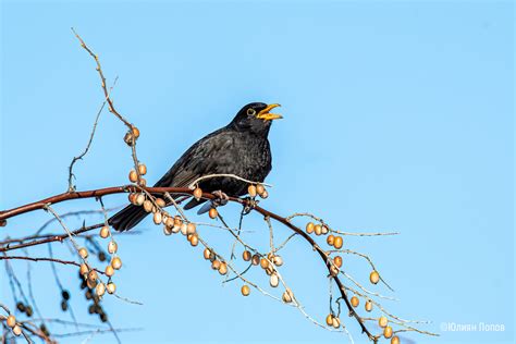 Eurasian Blackbird | Атлас на гнездящите птици в България