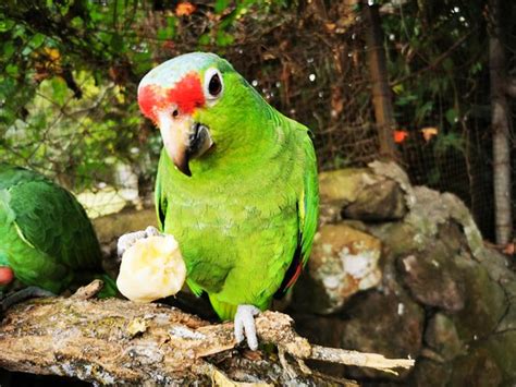 Jungla de Panama Wildlife Refuge (Boquete) - 2020 All You Need to Know BEFORE You Go (with ...