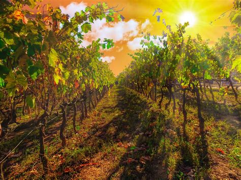 Vineyard Landscape Sun - Free photo on Pixabay - Pixabay