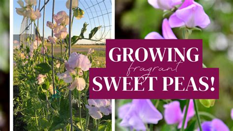 How To Grow Sweet Peas from Seed - Two Sisters Flower Farm