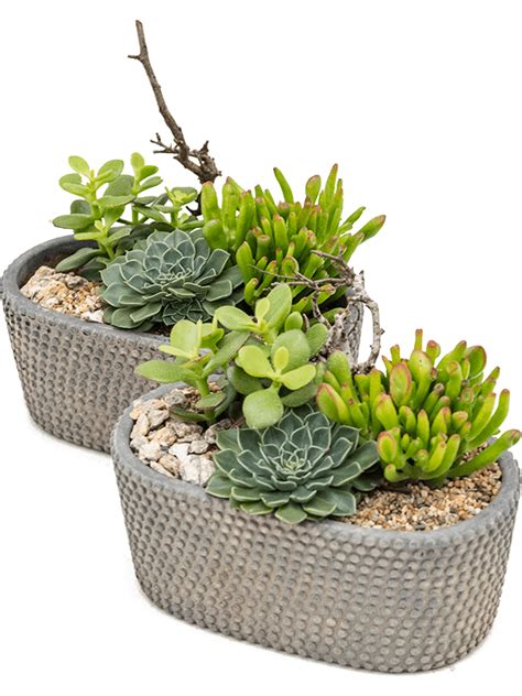 Arrangement cacti 2/tray | Nieuwkoop Europe