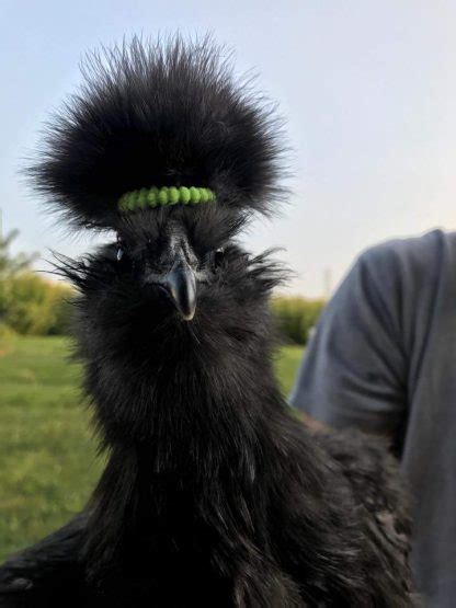 Black Silkie Bantams - Bantam Chicks Online | Cackle Hatchery®