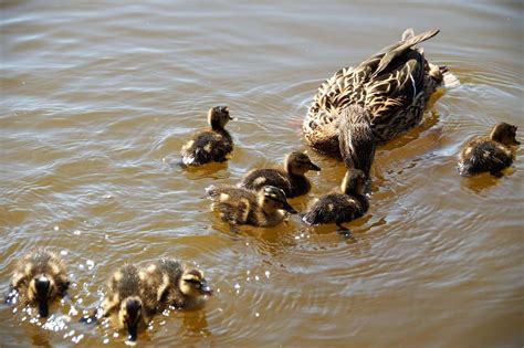 Danger Ahead: Three ways the incubation, hatching and training of mallard ducklings is like ...