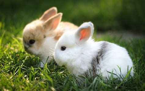 Baby rabbits, cute, rabbit, grass, bunny, rodent, fur, meadow, HD ...