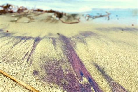 Family Day Out: Big Sur’s Purple Sand Beach - JJ and The Bug