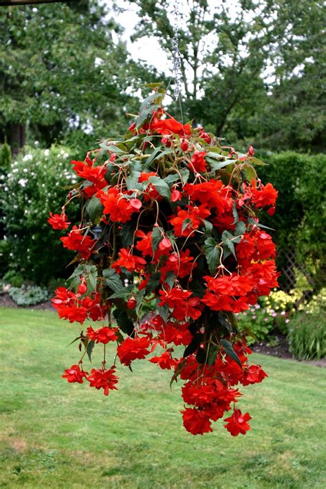 Greta Heinen Greenhouses: Begonia Hanging Baskets