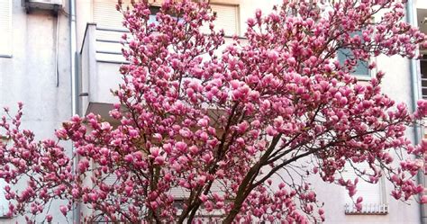 How to Grow Magnolia Tree: Planting, Propagation, Care, Diseases | Farming Base