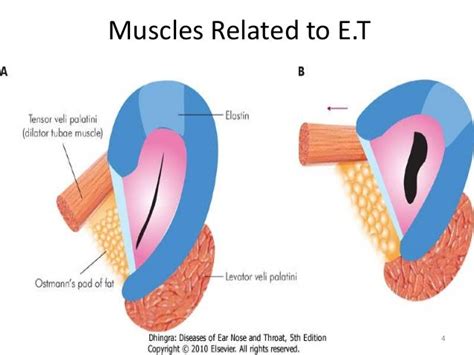 Muscles Of Eustachian Tube