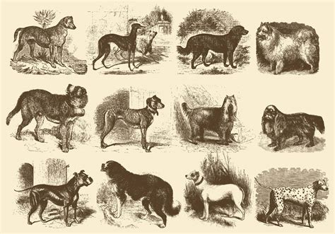 Vintage Dog Illustrations 125129 Vector Art at Vecteezy