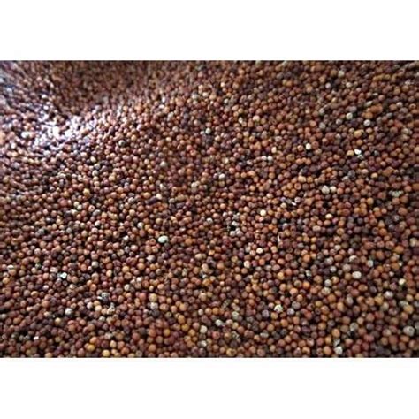 Ragi Seeds at Rs 29/kilogram | Yeshwanthpur | Bengaluru | ID: 18159988830