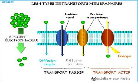 qcm transports membranaires