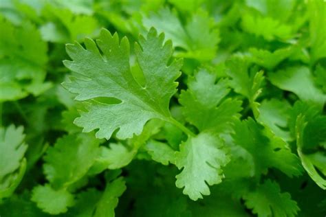 How to Grow Parsley Indoors: Tips, Tricks, & Guide | House Grail