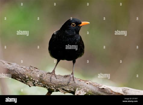 Blackbird “Turdus marula” Songbird Garden Bird Black “Yellow-Beak” Glossy Fluty Warbling Song ...