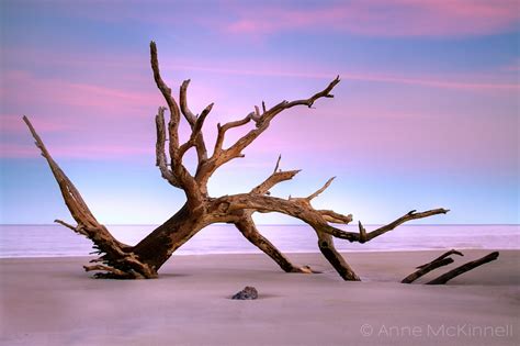 More Driftwood from Jekyll Island - Anne McKinnell Photography