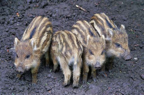 Cute Wild Boar Piglets