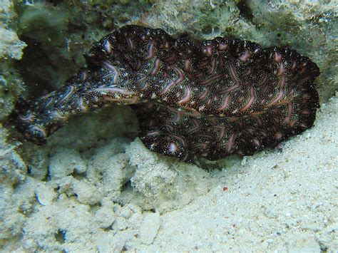 Flatworm - Wikipedia