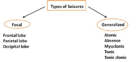 Electrical Activity Areas in Focal and Generalized Seizures | Download Scientific Diagram